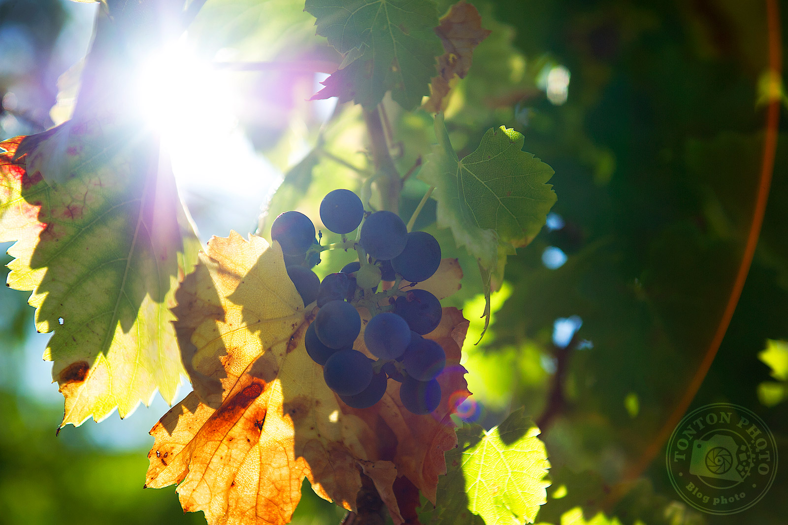 Tonton Photo : 5 types de lumière à connaître pour donner du caractère à vos photos