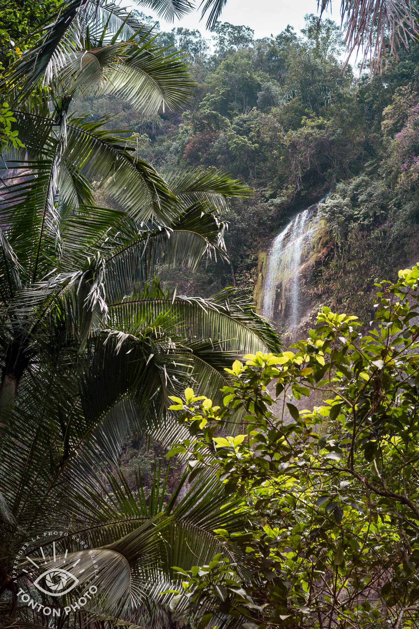 Ambiance sauvage digne du livre de la jungle ! Sumatra, Indonésie © Clément Racineux / Tonton Photo