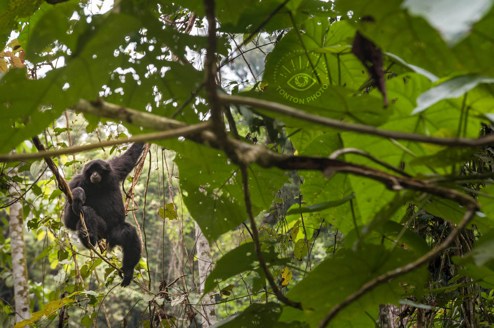 Toujours aussi curieux, le gibbon noir ! Parc National du Gunung Leuser, Sumatra, Indonésie © Clément Racineux / Tonton Photo