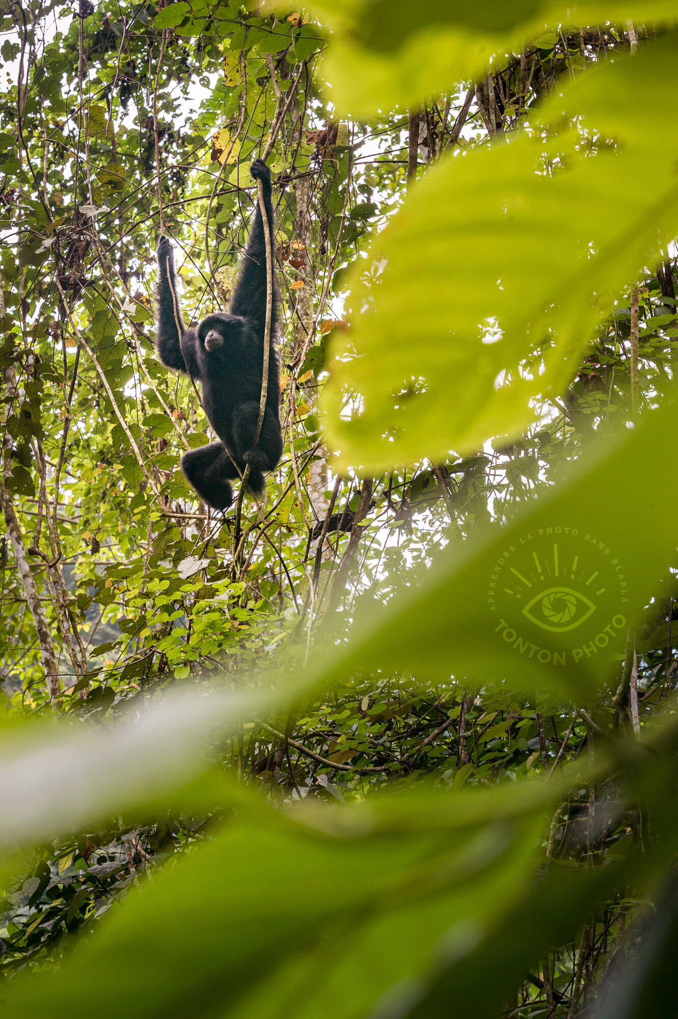 Gibbon noir, Parc National du Gunung Leuser, Sumatra, Indonésie © Clément Racineux / Tonton Photo