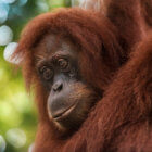 Portrait de femelle orang-outan. Bukit Lawang, Sumatra, Indonésie © Clément Racineux / Tonton Photo
