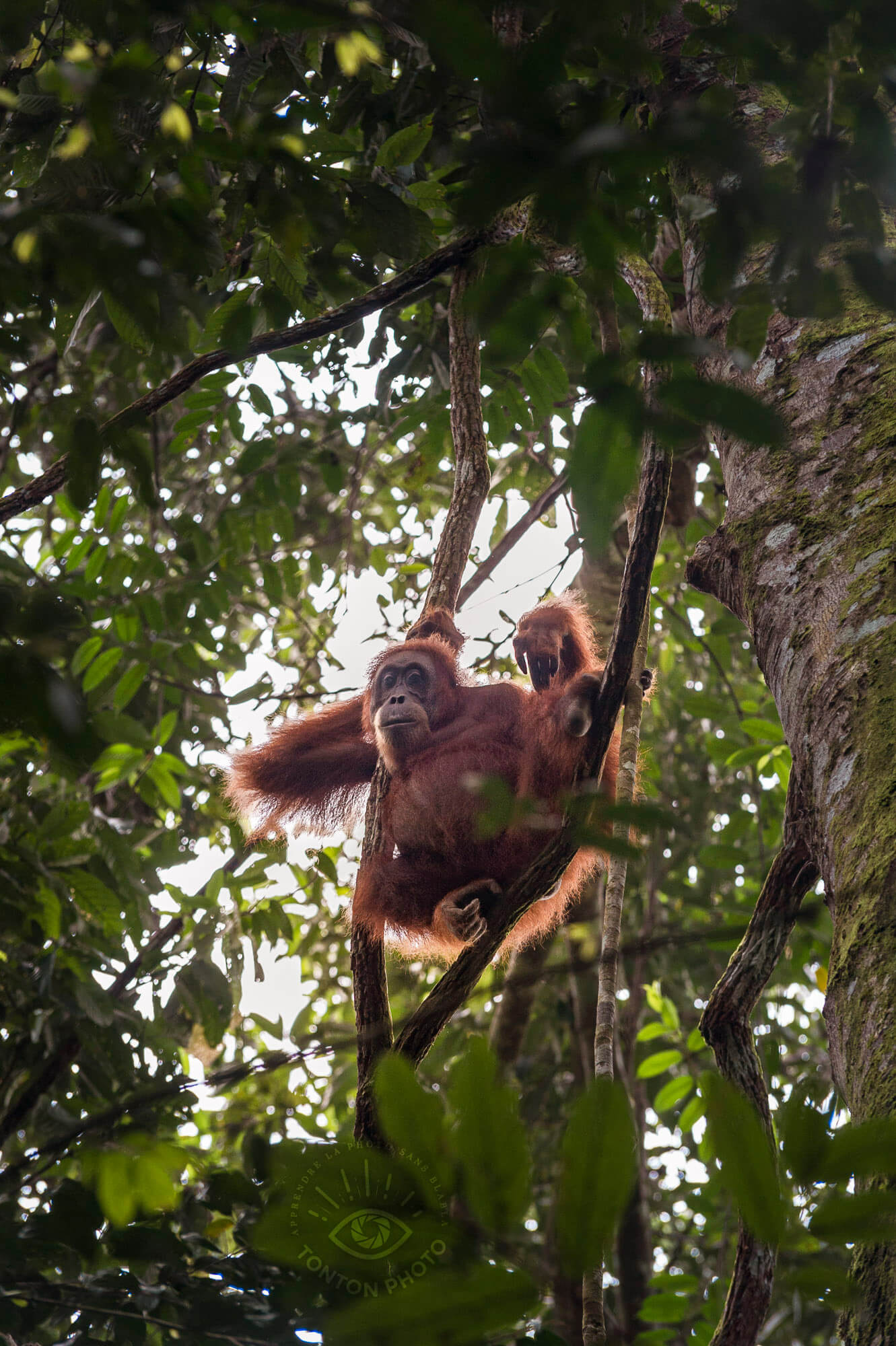 Femelle orang-outan. Parc National du Gunung Leuser, Sumatra, Indonésie © Clément Racineux / Tonton Photo