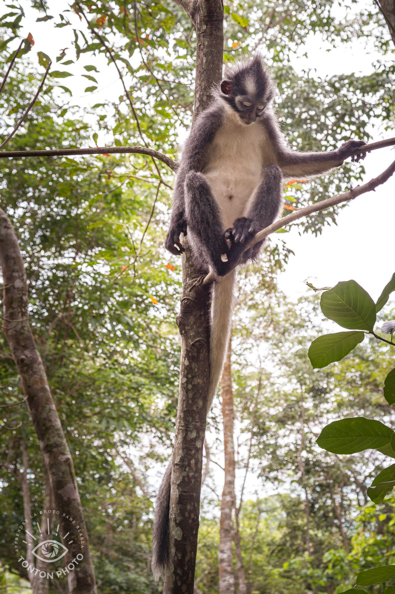 Semnopithèque de Thomas ("Thomas'leaf monkey"), Parc National du Gunung Leuser, Sumatra, Indonésie © Clément Racineux / Tonton Photo