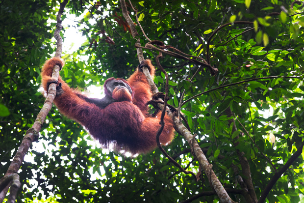 La mine avenante d'un mâle dominant ;) Orang-outan de Bukit Lawang, Sumatra, Indonésie © Clément Racineux / Tonton Photo