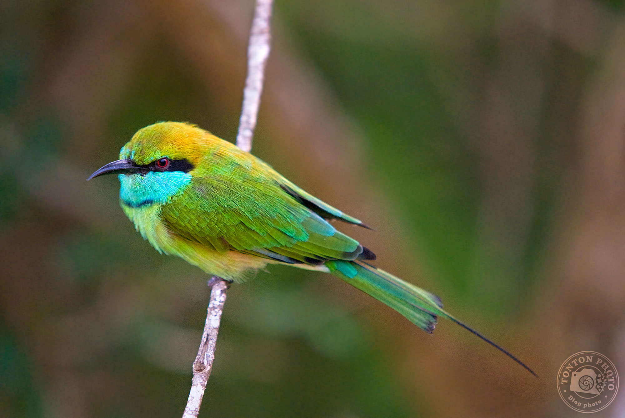 Tuto : comment photographier les oiseaux ? 5 conseils de Tonton Photo