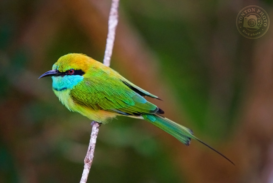Guêpier d'Orient, Parc National de Yala, Sri Lanka - Comment photographier les oiseaux ? - Tonton Photo