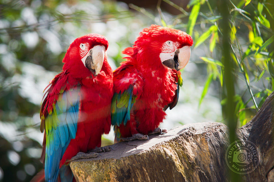 Couples de aras rouges - Comment photographier les oiseaux ? - Tonton Photo