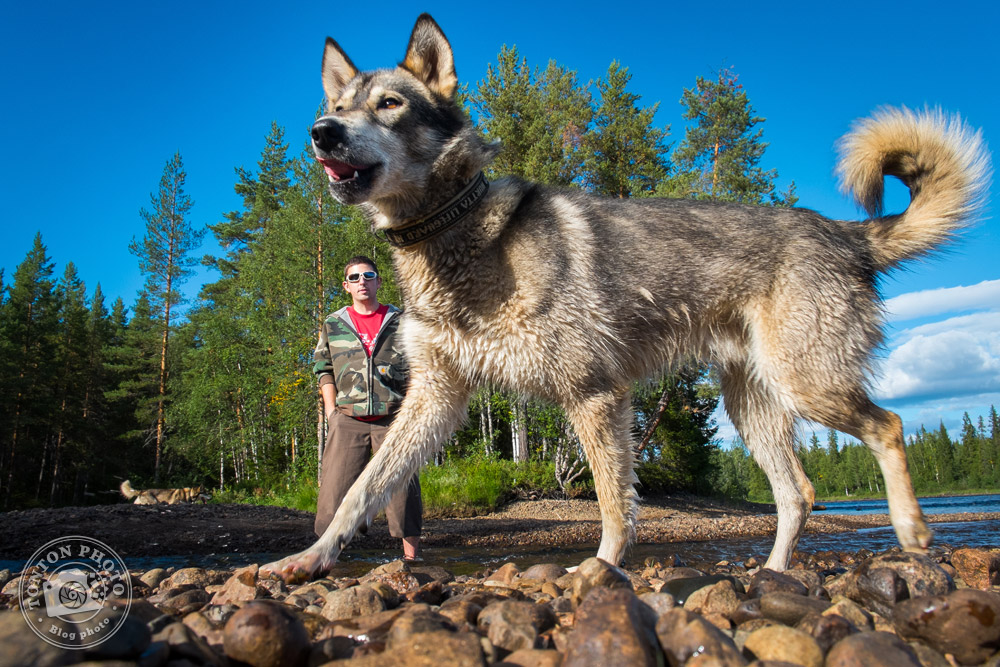 Rémy promène Bartaba, l'un de ses chiens de traîneaux, au bord de la rivière Pite, Laponie suédoise © Clément Racineux / Tonton Photo
