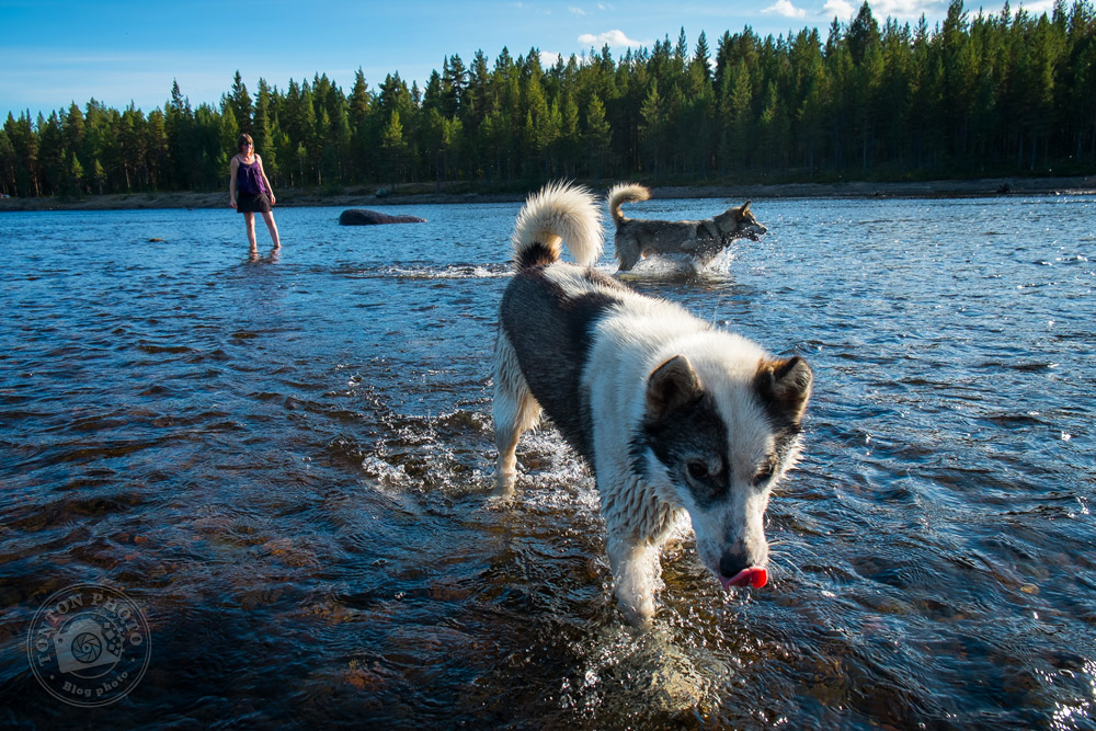 Stéphanie, la musheuse de Laponie Mush, promenant ses chiens de traîneau dans la rivière Pite. Laponie, Suède © Clément Racineux / Tonton Photo