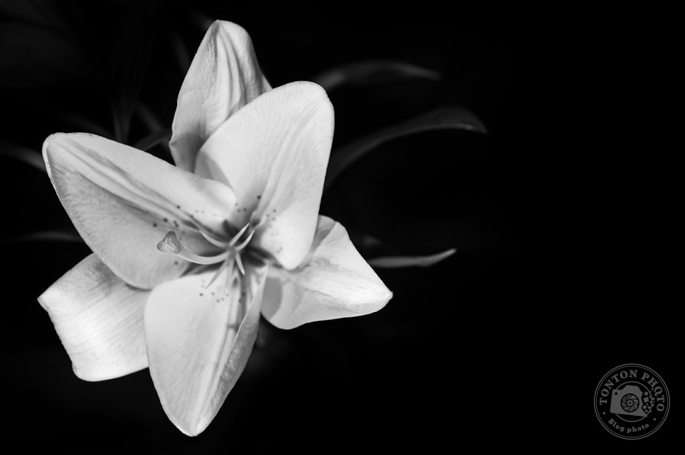 DIY - À faire chez soi : une photo artistique à développer en noir-et-blanc dans Adobe Lightroom © Tonton Photo / Clément Racineux