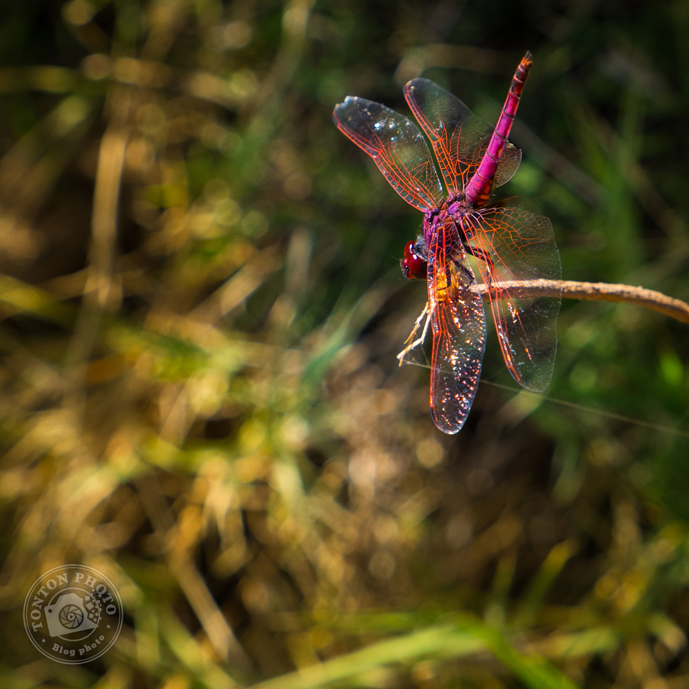 Une magnifique libellule aux couleurs étonnantes ! Tarrafal de Monte Trigo, Santo Antão, Cap Vert © Clément Racineux / Tonton Photo