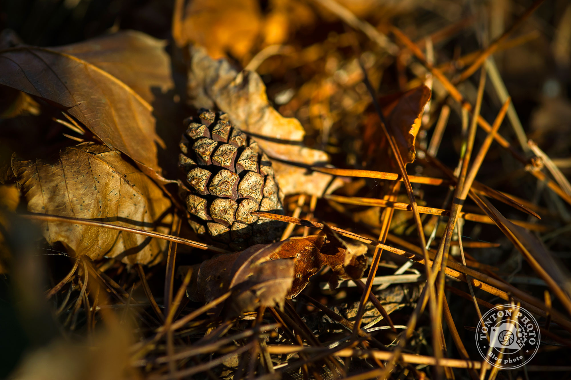 Tutoriel et inspiration : 8 conseils pour photographier l'automne et ses couleurs © Tonton Photo