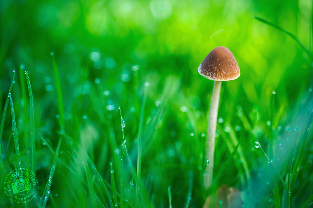 Petit champignon après la pluie © Clément Racineux / Tonton Photo