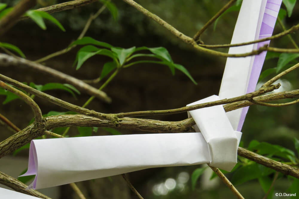 Petits papiers recèlant des voeux pour l'avenir et accrochés dans les branches... Japon © D. Durand