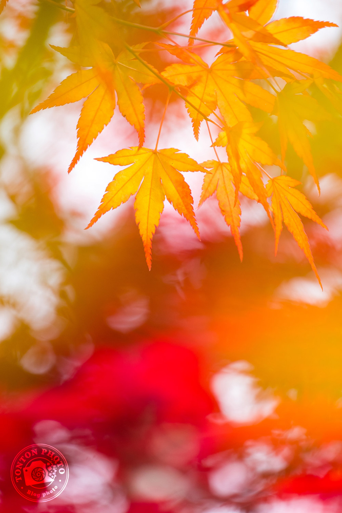 Les splendides couleurs d'automne dans les arbres de Koyasan, Japon © Clément Racineux / Tonton Photo