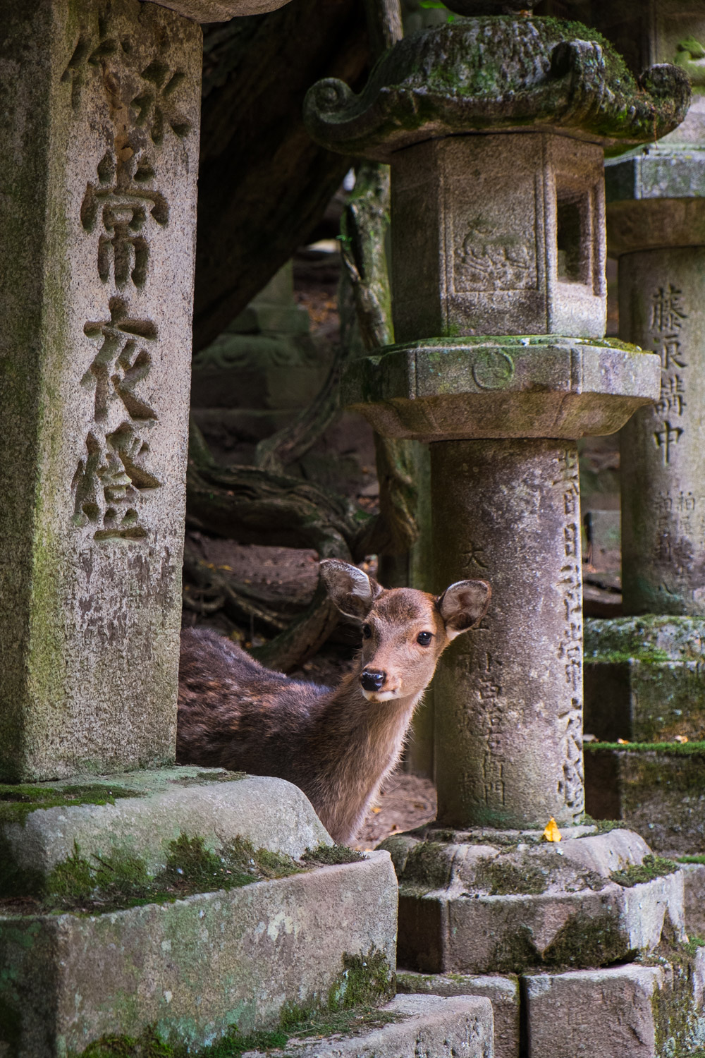 Une biche curieuse entre d'anciennes lanternes en pierre à l'entrée du temple Shinto Kasuga-Taisha. Nara, Japon © Clément Racineux / Tonton Photo