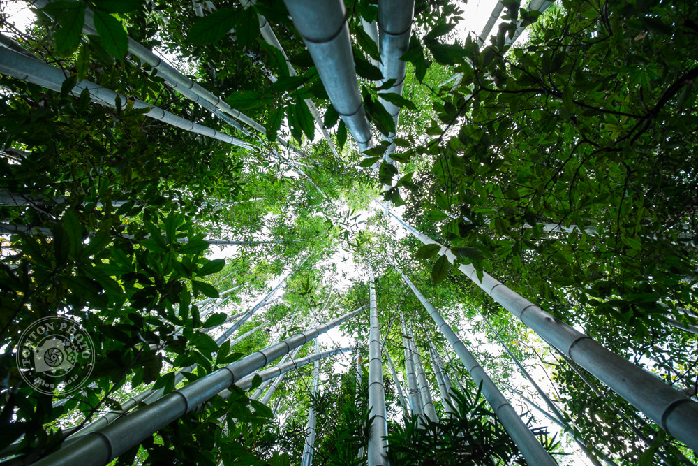 Dans la bambouseraie de Kyoto, Japon  © Clément Racineux / Tonton Photo