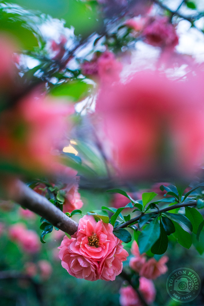 Soignez votre cadrage | Comment photographier les fleurs de printemps ? © Clément Racineux / Tonton Photo