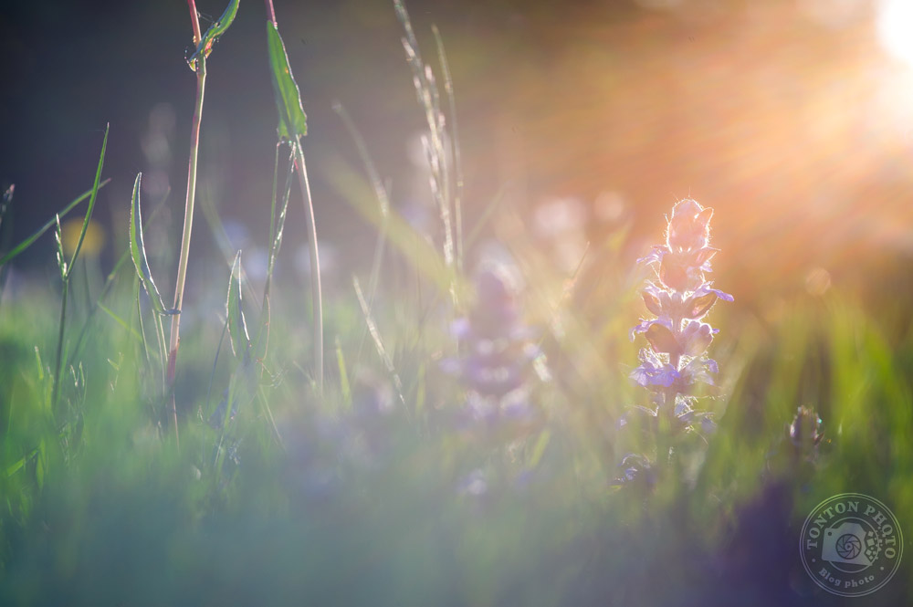 Jouez avec le rétro-éclairage | Comment photographier les fleurs de printemps ? © Clément Racineux / Tonton Photo