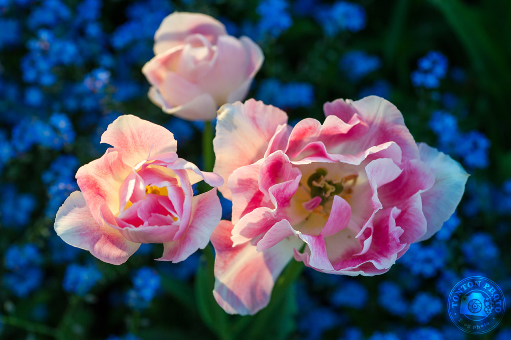 Soyez attentifs à la lumière | Comment photographier les fleurs de printemps ? © Clément Racineux / Tonton Photo