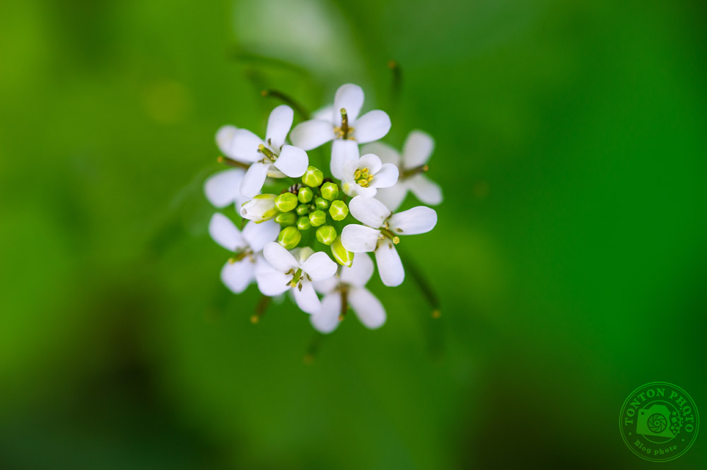 Prenez votre pied en macro-photographie ! | Comment photographier les fleurs de printemps ? © Clément Racineux / Tonton Photo