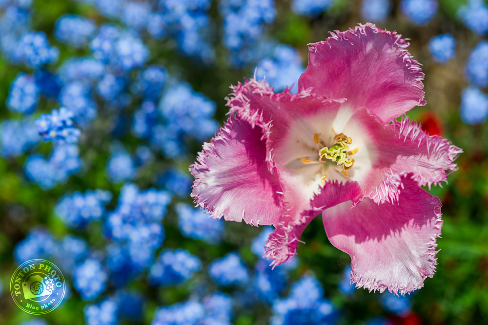 Choisir un centre d'attention clair | Comment photographier les fleurs de printemps ? © Clément Racineux / Tonton Photo