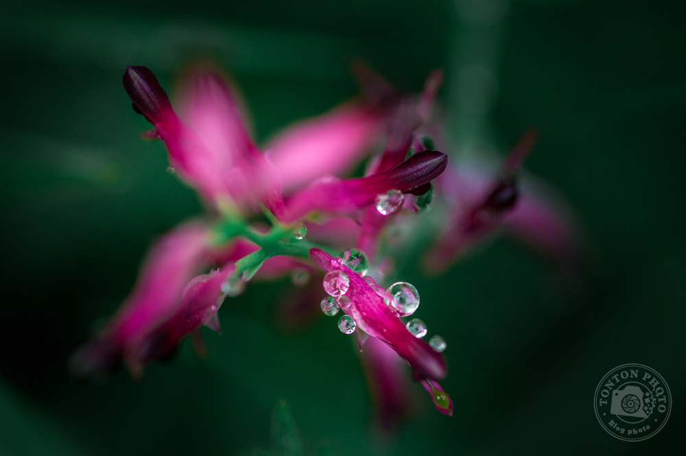 Sortez après la pluie | Comment photographier les fleurs de printemps ? © Clément Racineux / Tonton Photo