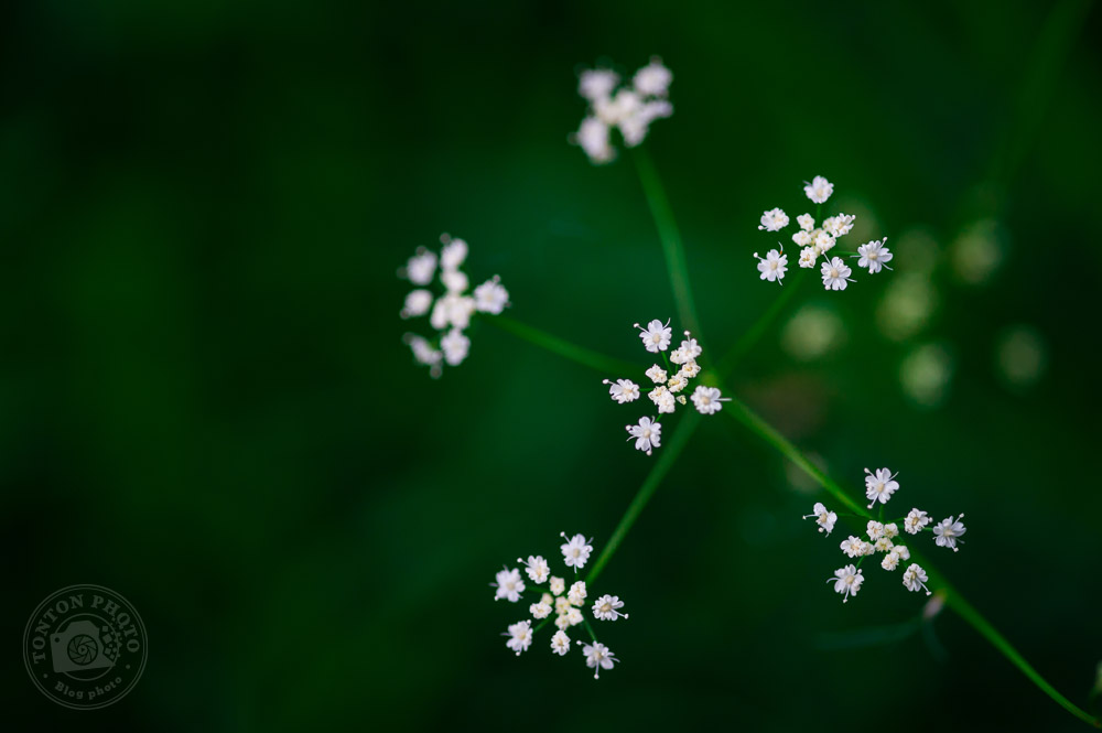 Prenez votre pied en macro-photographie ! | Comment photographier les fleurs de printemps ? © Clément Racineux / Tonton Photo