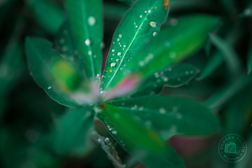 Sortez après la pluie | Comment photographier les fleurs de printemps ? © Clément Racineux / Tonton Photo