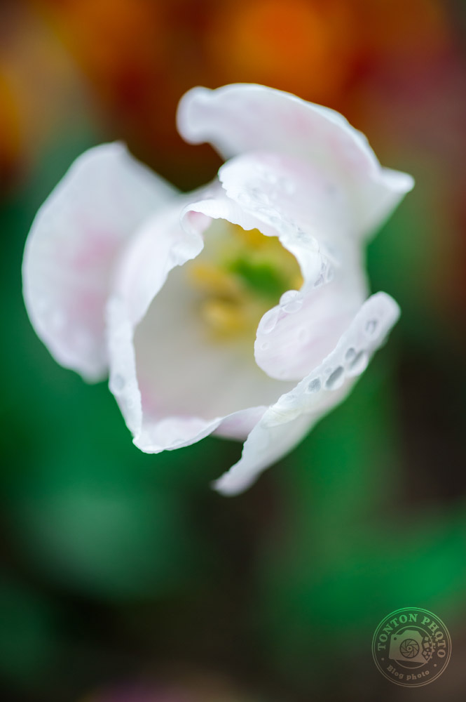 Soignez l'arrière-plan | Comment photographier les fleurs de printemps ? © Clément Racineux / Tonton Photo