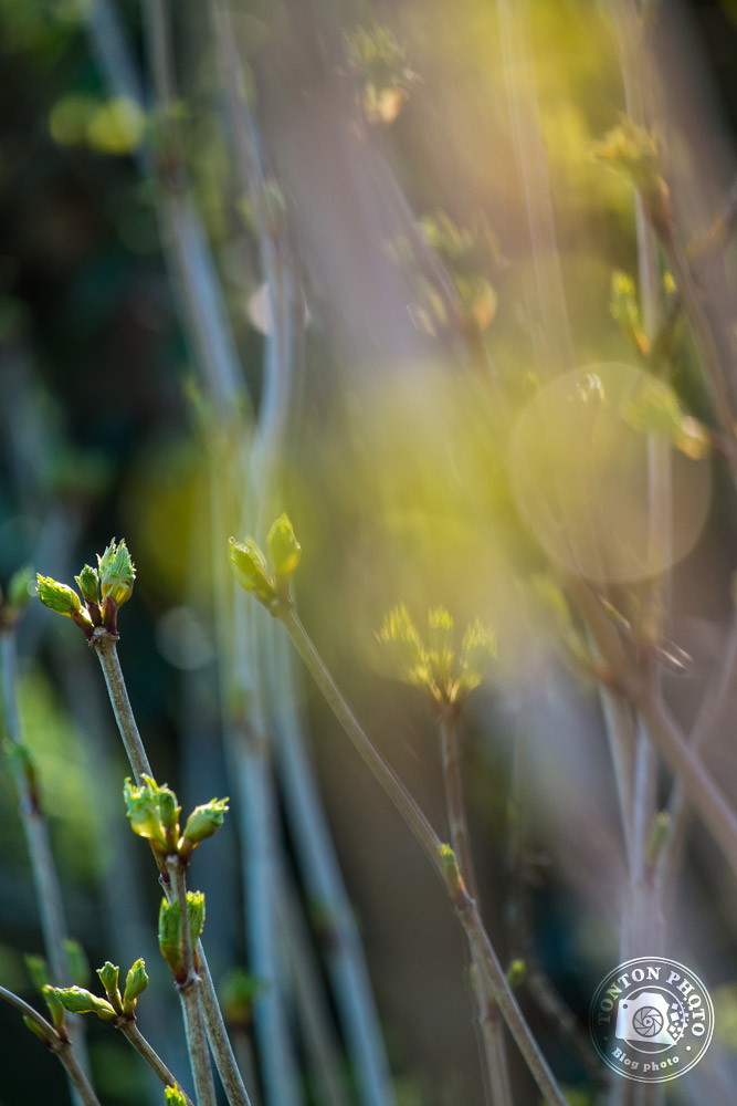 Soyez attentifs à la lumière | Comment photographier les fleurs de printemps ? © Clément Racineux / Tonton Photo
