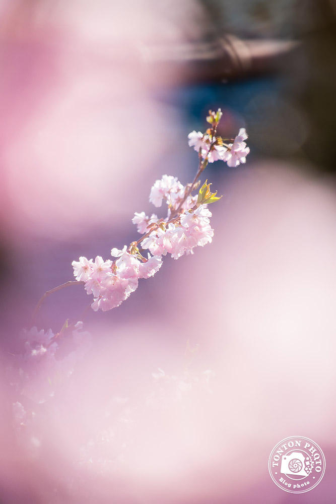 Choisir une faible profondeur de champ pour photographier les fleurs de printemps © Clément Racineux / Tonton Photo