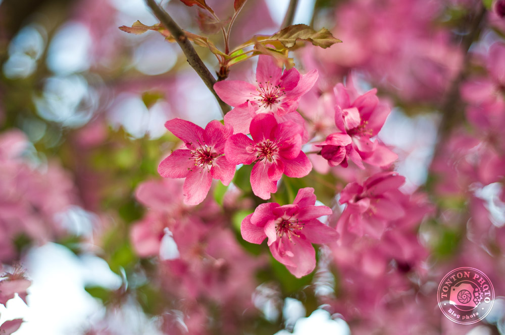 Jouez avec le bokeh | Comment photographier les fleurs de printemps ? © Clément Racineux / Tonton Photo
