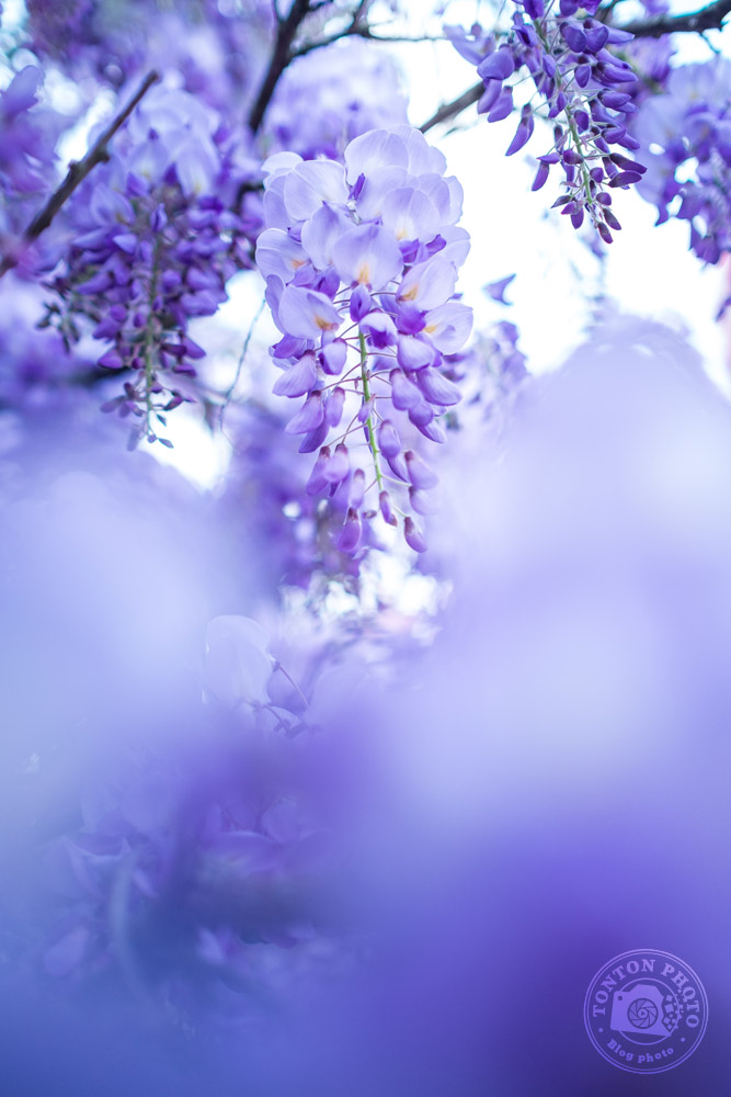 Choisir une faible profondeur de champ pour photographier les fleurs de printemps © Clément Racineux / Tonton Photo