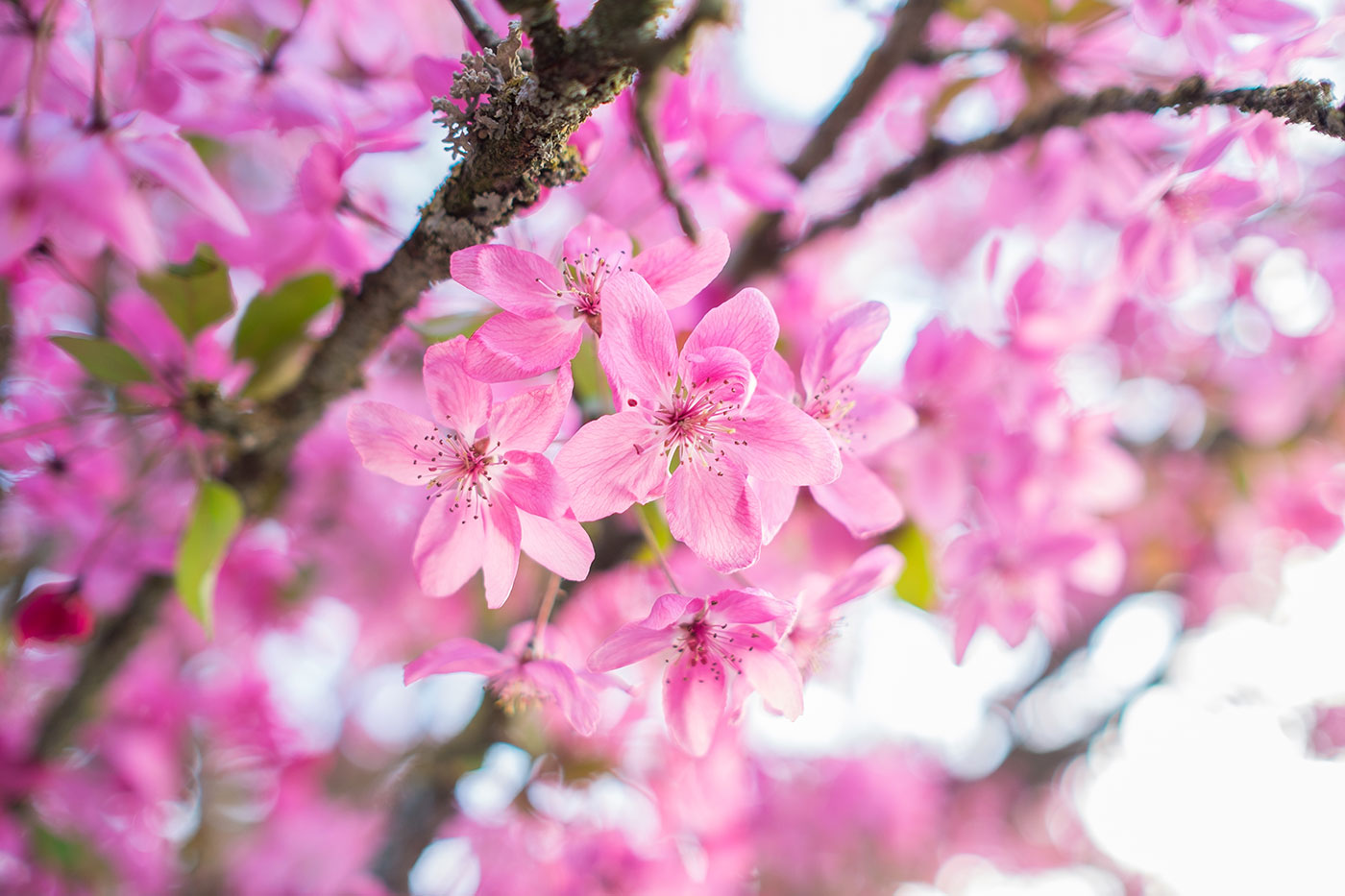 10 conseils et 52 exemples pour photographier le printemps et ses fleurs © Tonton Photo
