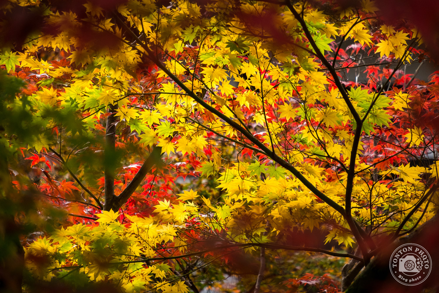 Magnificentes couleurs d'automne, temple Eikando, Kyoto, Japon © Clément Racineux / Tonton Photo