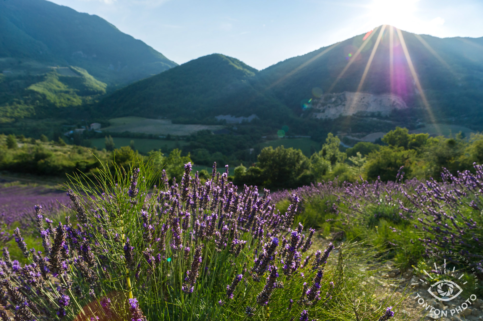 En cachant partiellement le soleil derrière la montagne, j'ai pu capturer les rayons du soleil pour illustrer le fait que les champs de lavande sont baignés de soleil dans cette vallée de la Drôme, France. © Tonton Photo