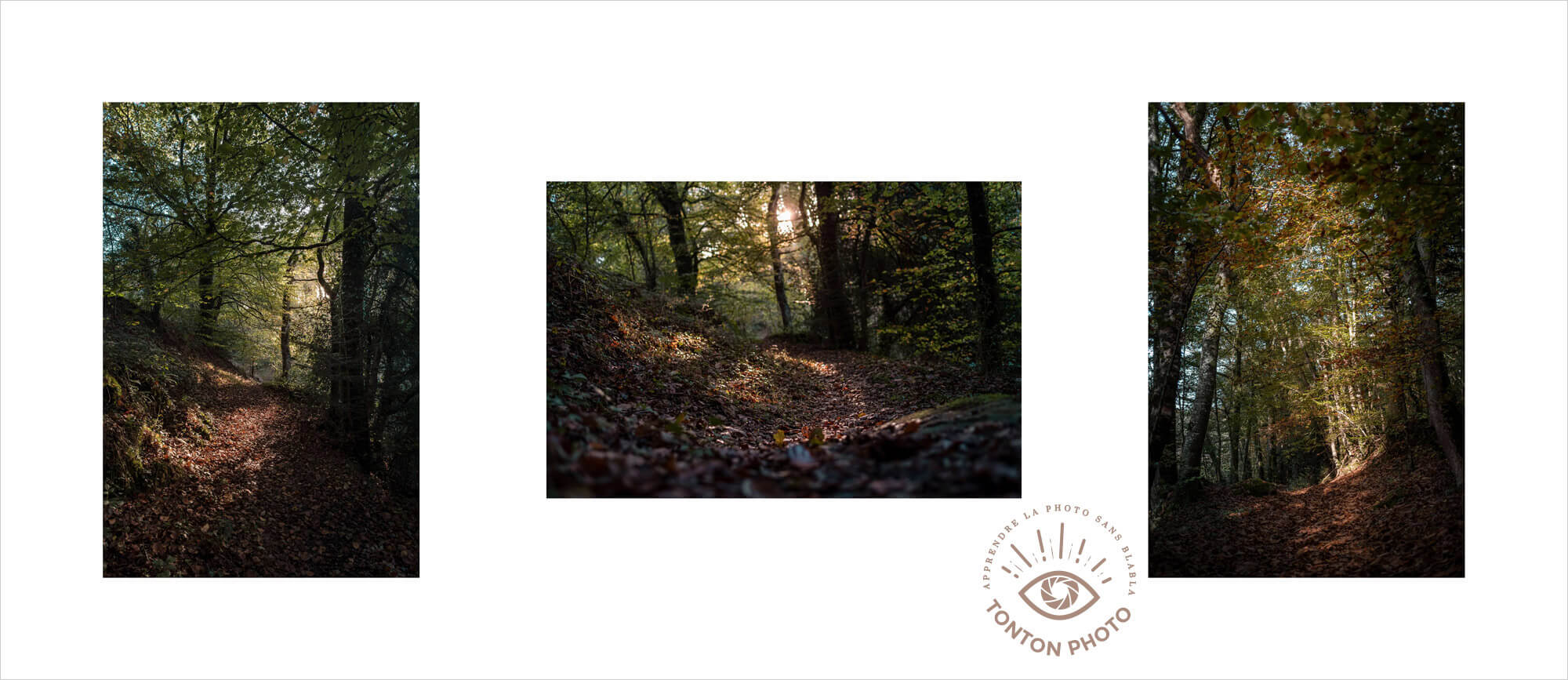 Cliquez ici pour voir ma mini-série « Lumière de sous-bois » sur Instagram #monconfinementphoto © Clément Racineux / Tonton Photo