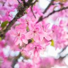 10 conseils et 52 exemples pour photographier le printemps et ses fleurs © Tonton Photo