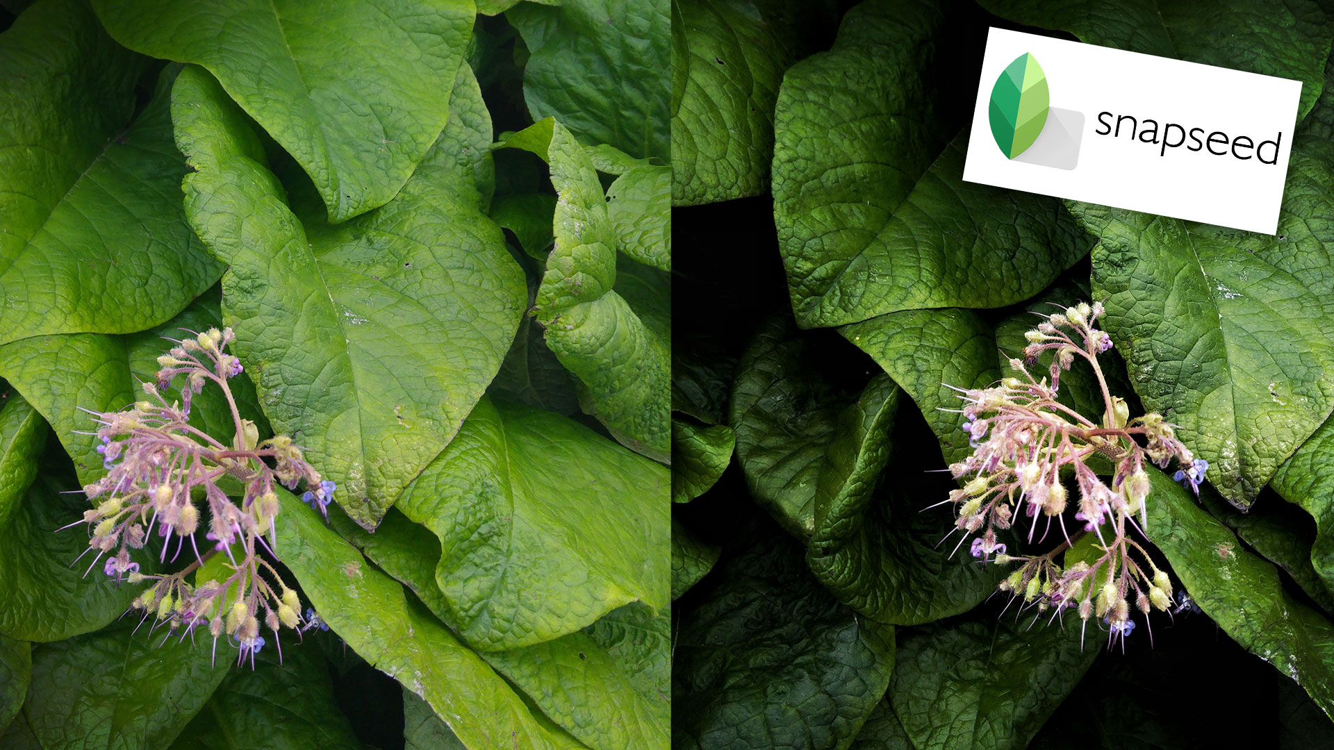 Tuto : comment utiliser Snapseed pour post-traiter facilement sur smartphone © Tonton Photo